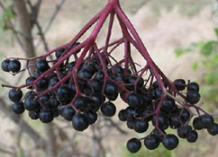 org:/gardening tips/Snoeiadvies/Individuele_pagina/Sambucus-nigra-vruchten.jpg